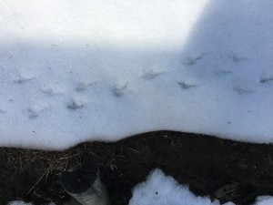 birdprints in the snow